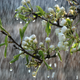 Illustration for article titled By 2100, Spring Could Be Almost a Month Earlier